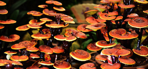 El reishi y sus efectos antioxidantes