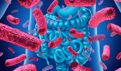 Bacterias y humanos. ¿Qué es la microbiota intestinal?