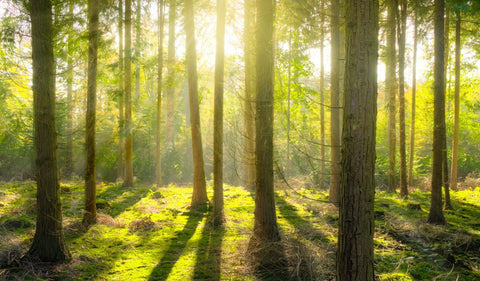 Los 6 pilares de una vida en sintonía con nuestra naturaleza