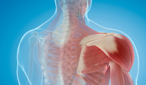 ¿Qué es la fascia muscular?